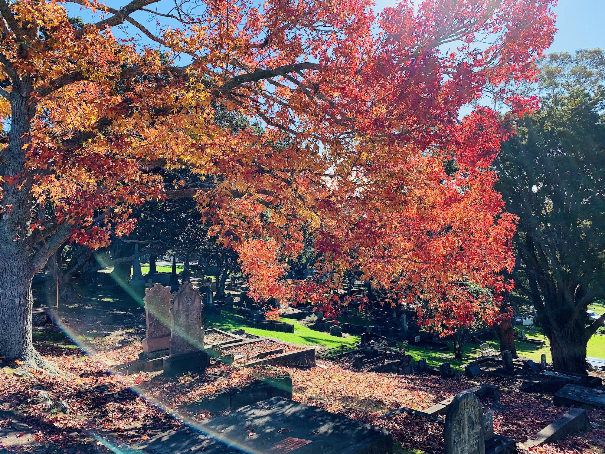 Autumn Colours