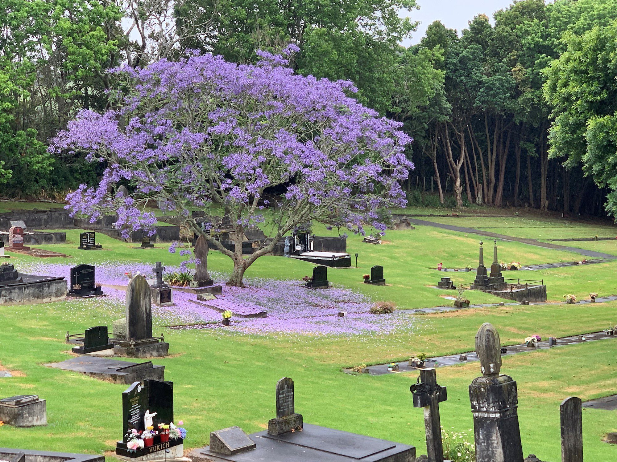 Jacaranda Tree