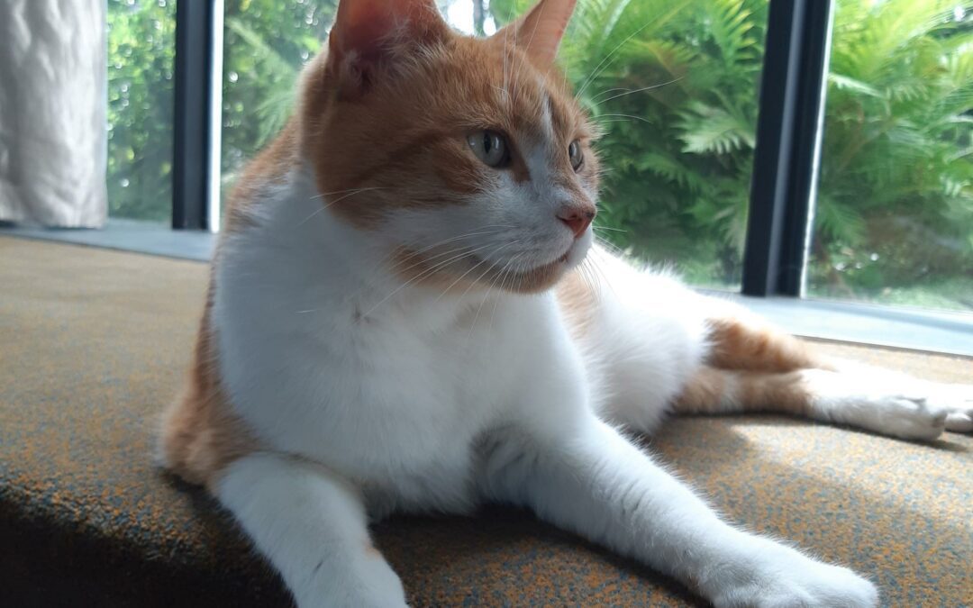 Purewa Visiting Cat