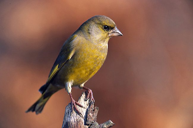 Carduelis_chloris_3_(Marek_Szczepanek) Francis C. Franklin / CC-BY-SA-3.0, CC BY-SA 3.0 <https://creativecommons.org/licenses/by-sa/3.0>, via Wikimedia Commons