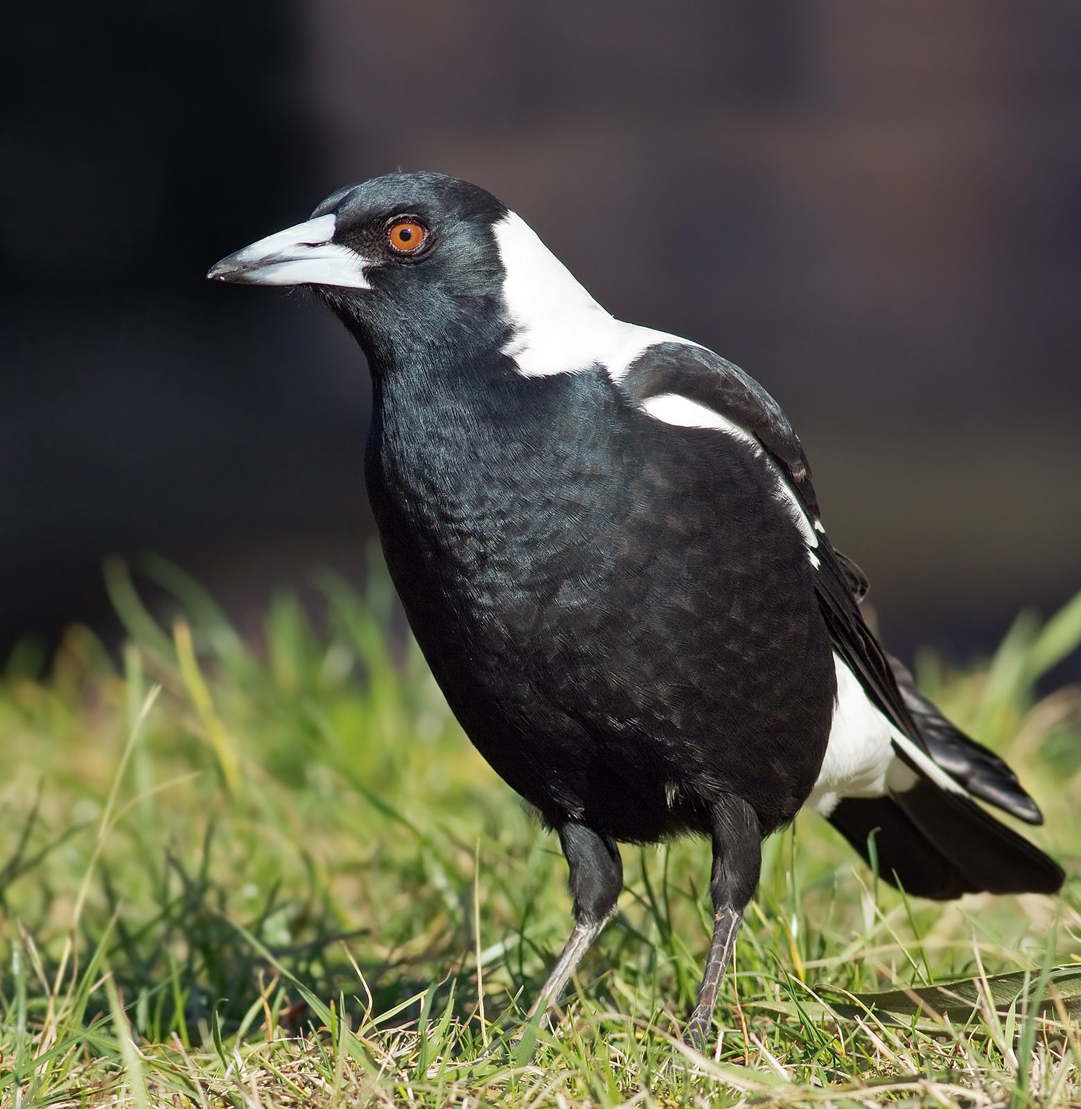 Hirundo_neoxena_risdon JJ Harrison (https://www.jjharrison.com.au/), CC BY-SA 3.0 <https://creativecommons.org/licenses/by-sa/3.0>, via Wikimedia Commons