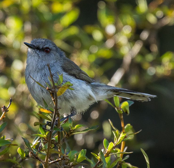 Grey_Gerygone_-_Pureora_Forest_Park,_New_Zealand Francesco Veronesi from Italy, CC BY-SA 2.0 <https://creativecommons.org/licenses/by-sa/2.0>, via Wikimedia Commons