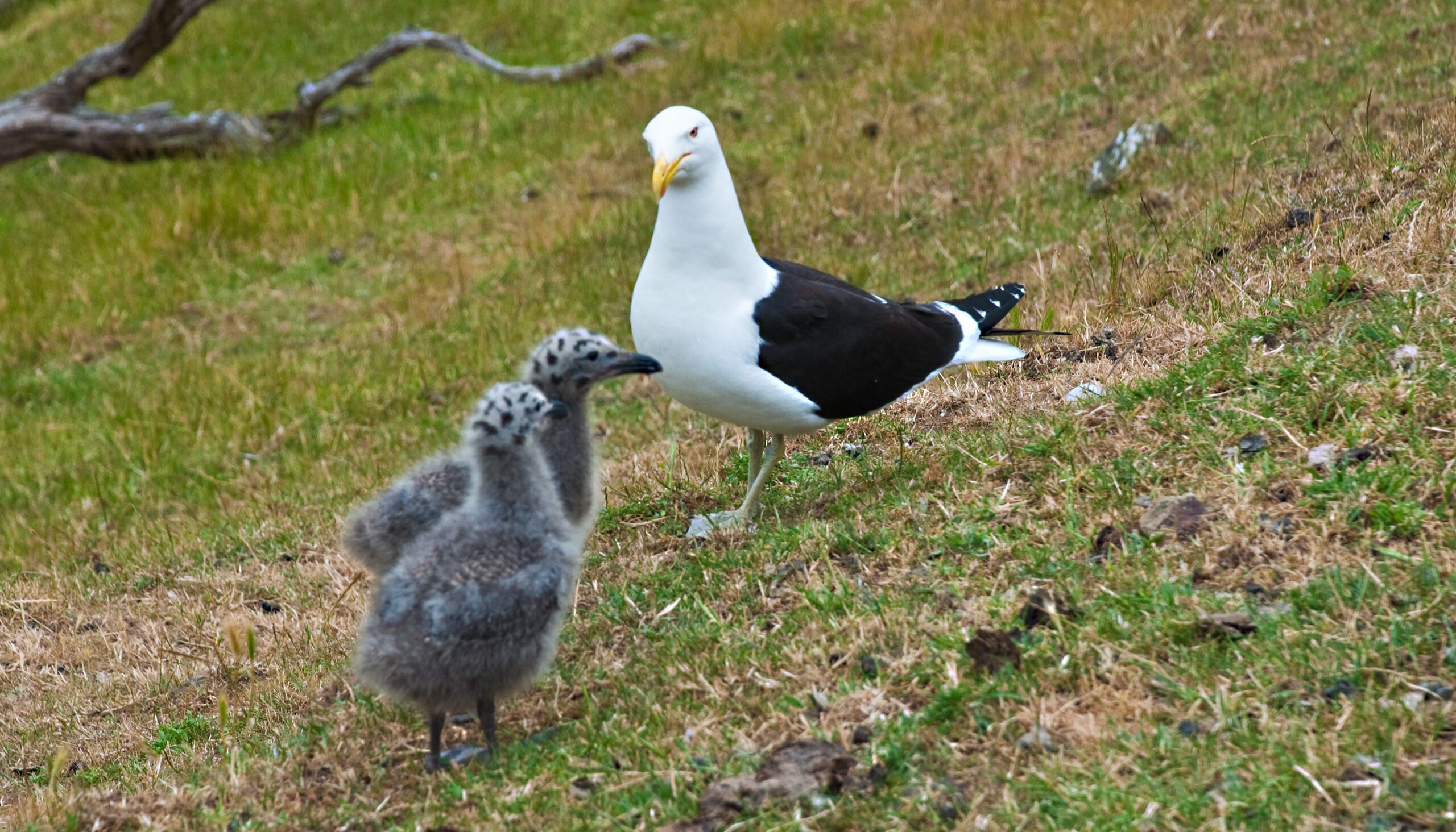 Red_columba_livia Phillip Capper, CC BY 2.0 <https://creativecommons.org/licenses/by/2.0>, via Wikimedia Commons
