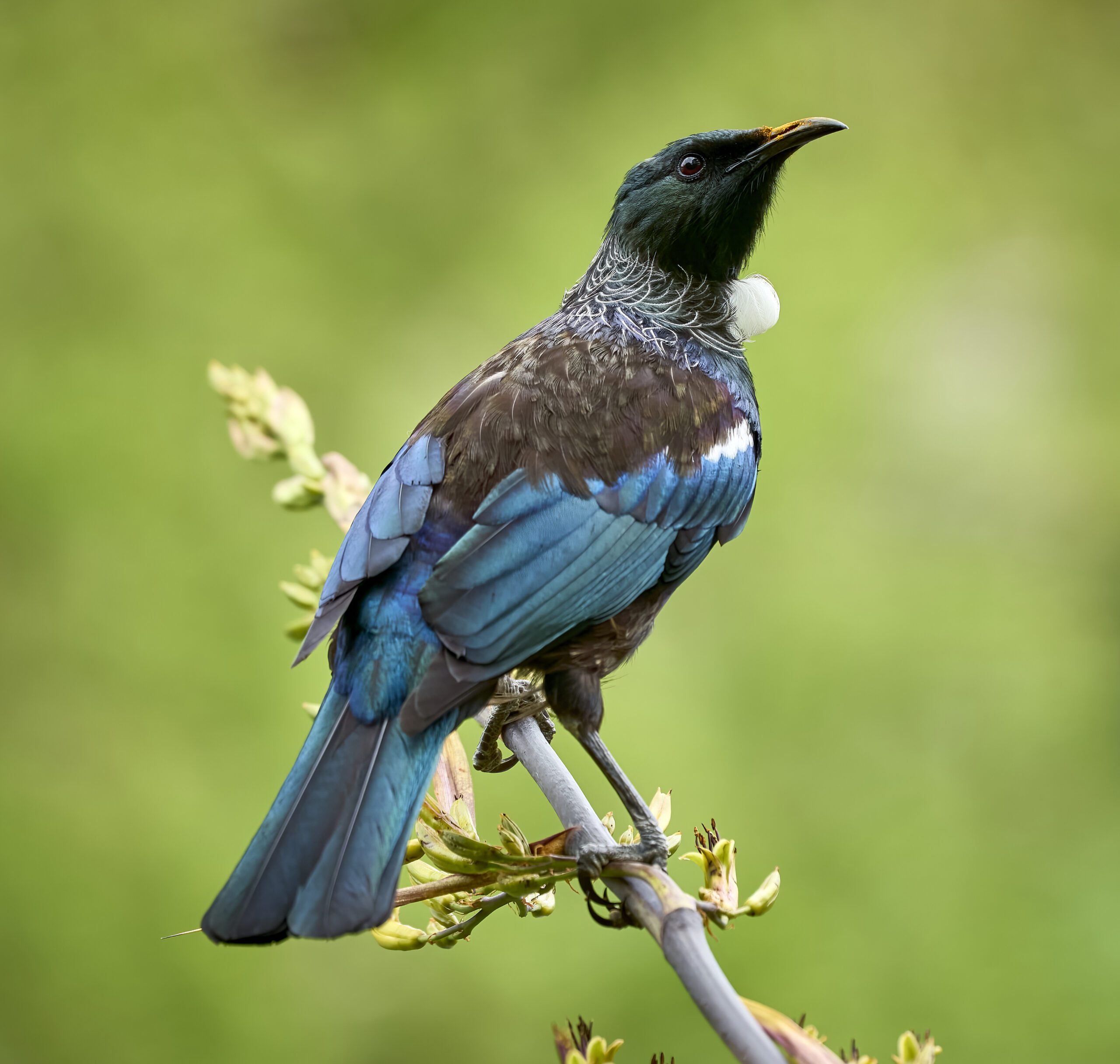 Blackbird Male Geoff McKay from Palmerston North, New Zealand, CC BY 2.0 <https://creativecommons.org/licenses/by/2.0>, via Wikimedia Commons