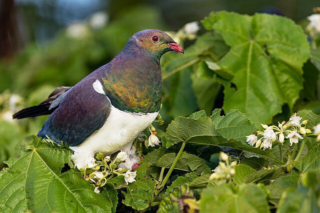 Birdlife of Purewa