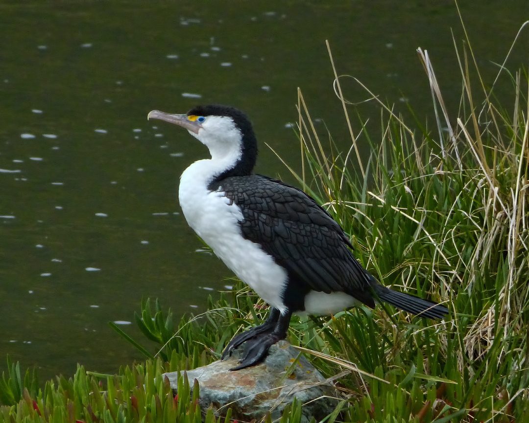 Red_columba_livia Sid Mosdell from New Zealand, CC BY 2.0 <https://creativecommons.org/licenses/by/2.0>, via Wikimedia Commons