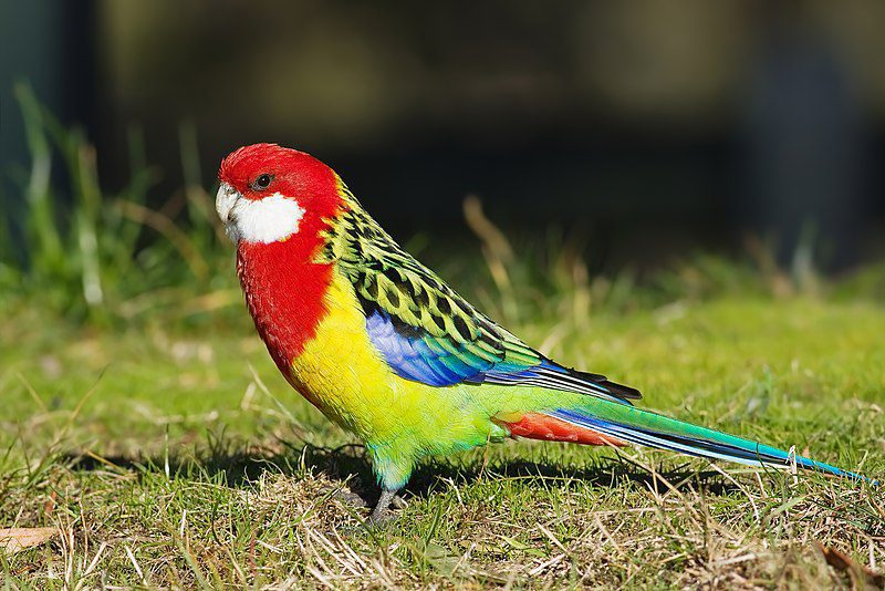 Platycercus_eximius_diemenensis_male JJ Harrison (https://www.jjharrison.com.au/), CC BY-SA 3.0 <https://creativecommons.org/licenses/by-sa/3.0>, via Wikimedia Commons