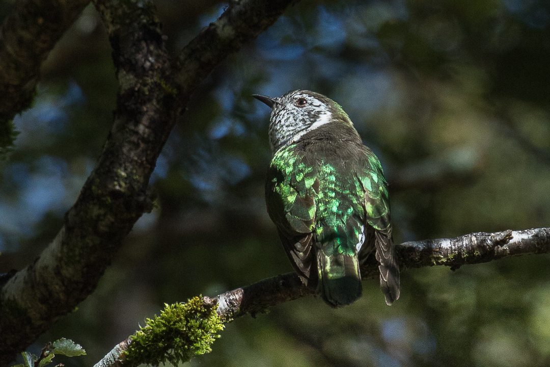 The_New_Zealand_fantail_(Rhipidura_fuliginosa)_(26323434203) Francesco Veronesi from Italy, CC BY-SA 2.0 <https://creativecommons.org/licenses/by-sa/2.0>, via Wikimedia Commons