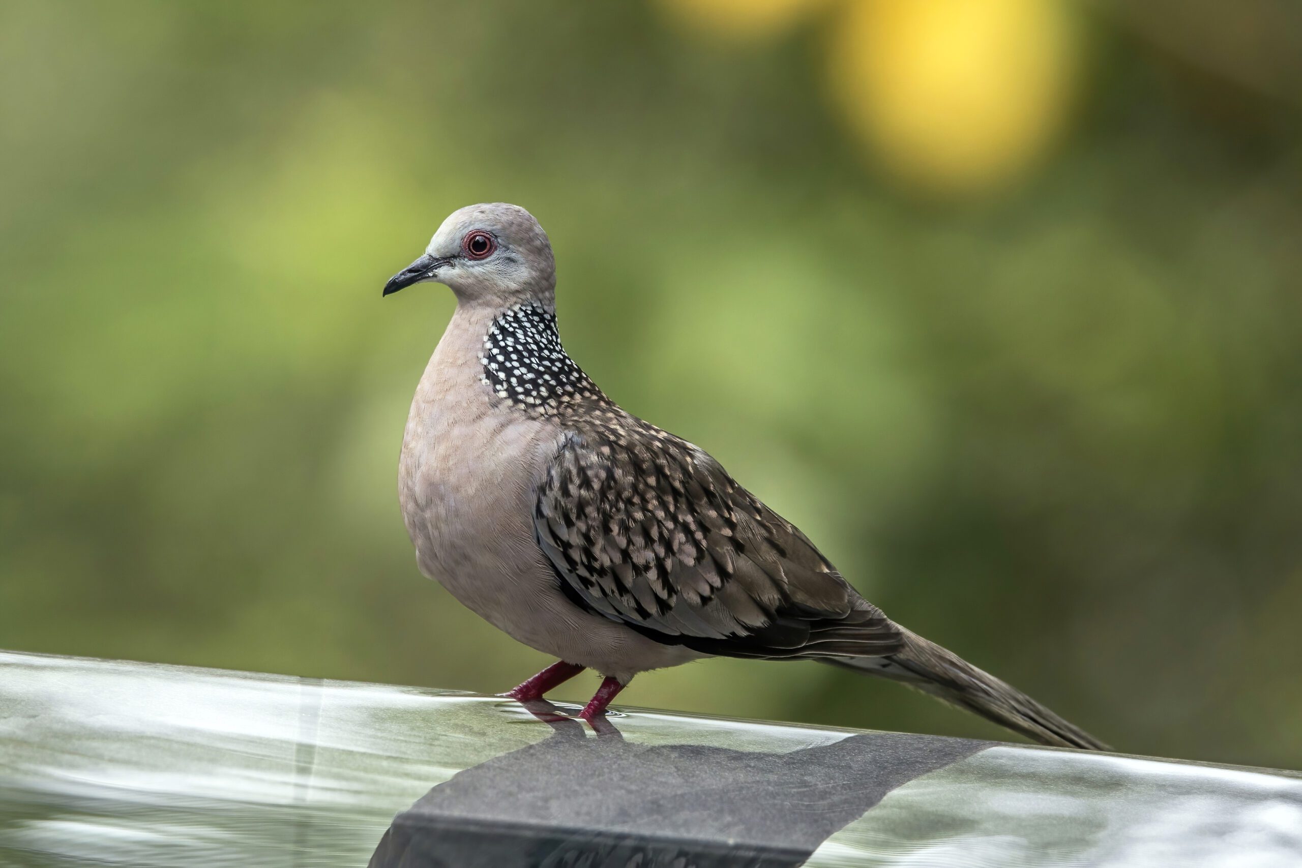 Spotted_dove_(Spilopelia_chinensis_ceylonensis) Charles J. Sharp, CC BY-SA 4.0 <https://creativecommons.org/licenses/by-sa/4.0>, via Wikimedia Commons