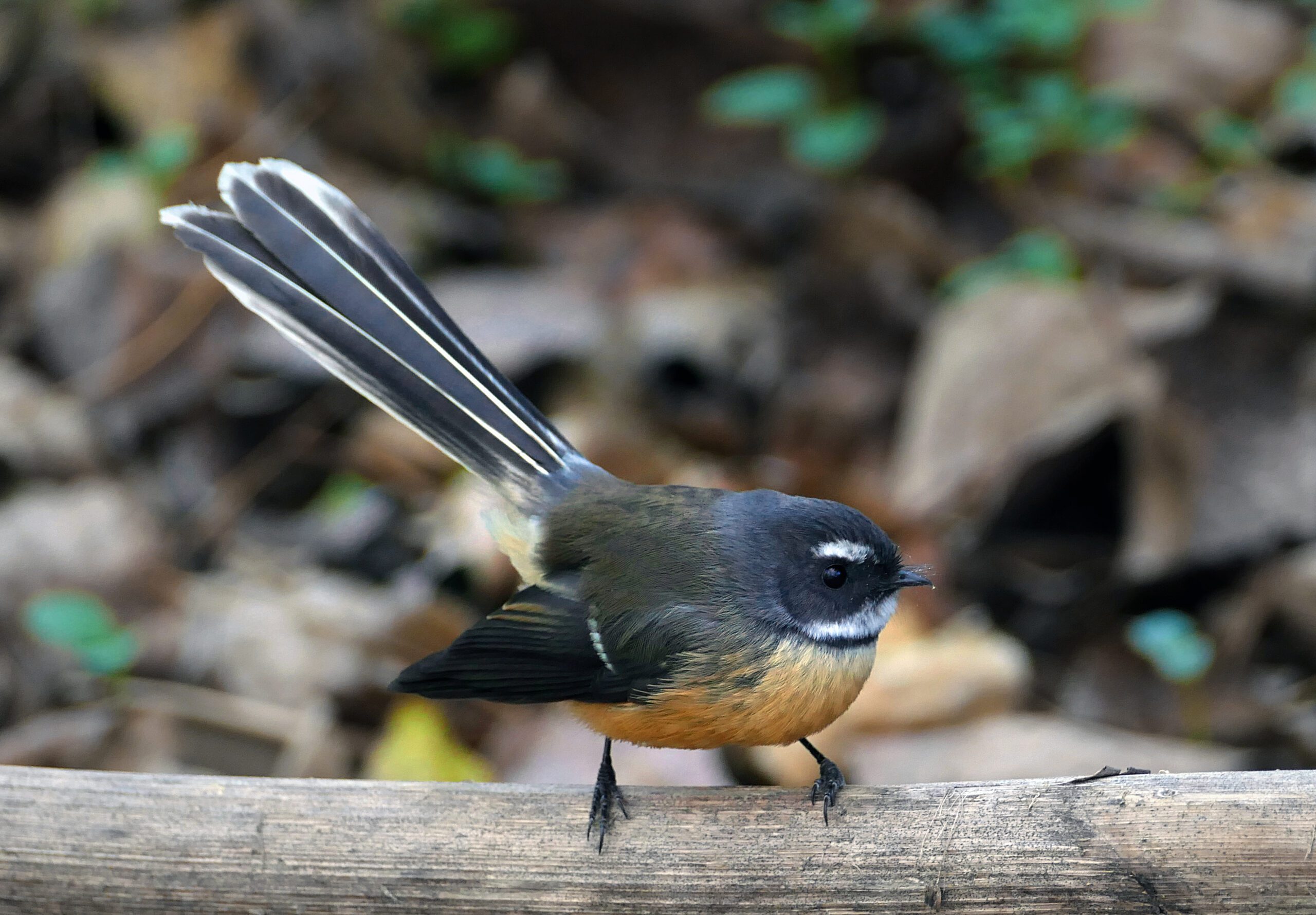 The_New_Zealand_fantail_(Rhipidura_fuliginosa)_(26323434203) Bernard Spragg. NZ from Christchurch, New Zealand, CC0, via Wikimedia Commons