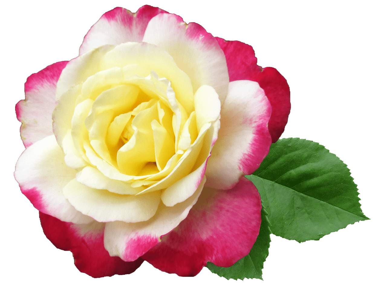 flower-3174783_1280