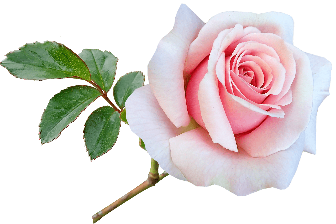 flower-4814753_1280